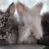 English angora  pet/show/fiber rabbits