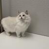 Show Quality Ragdoll Kitten