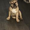 English Bulldog Apollo – Looking for a Loving Home