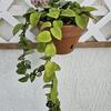 Hoya Plants 