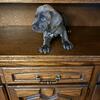 Cane Corso puppies