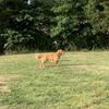 Female Golden Retriever