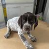 German Shorthair Puppies