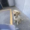 AKC Labrador 