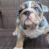 SOLD!  AKC English Bulldog Puppy available