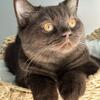 Rare chocolate colored British Shorthair kittens for sale