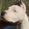 Female Dogo Argentino puppies 