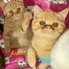 2 Adorable Exotic Shorthair/siamese mix kittens 