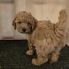 AKC Mini Poodle Red "Oak" Male
