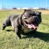 Micro, exotic Stud UKC & ABR 