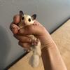 Female sugar Glider 