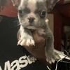 French Bulldog Puppies 950 or best offer