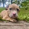FAb5kennels have puppies for sale