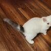 Gray and white Exotic male kitten for sale