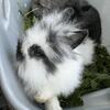 11 lionhead rabbits for sale