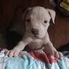American Bully Pups Blues