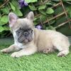 French bulldog 