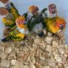 Babies sun conures available