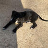 🐾 American Bully Male 1 – The Playful Guardian