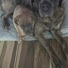 Cane Corso Puppies 