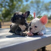 French bulldog puppies 