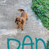 Miniature dachshund