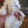 CFA male himalayans