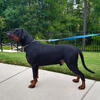 For Stud: Full European Champion Bloodline Health Tested and Cleared Proven Male Doberman 