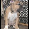 ABR registered american bully pups