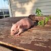 Hairless and Siamese Rats, Male and Female
