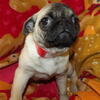Meet Princess: The Elegant and Adorable Sable & White Pug Puppy Looking for Her Forever Home!