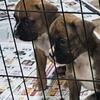 AKC Boxers for Sale 2 fawn black mask males left 