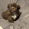 Brown Female Shih Tzu puppy
