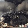Pomstons puppies