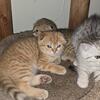 Beautiful Scottish fold girls and boys short hair for sale available. The D.O.B. is January 10th.
