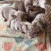 French Bulldog babies!!