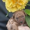 AKC Toy Poodle puppies