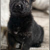 AKC Registered German Shepherd Pups