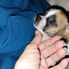 Tiny tea cup chihuahua puppies