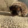 Hedgehogs