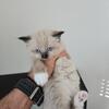 Cute Himalayan kittens