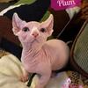 Sugarplum the Dwelf Sphynx