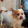 pom/chi