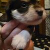 Miniature Schnauzer Puppy Liver Tan