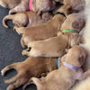 Golden Retriever Puppies AKC registered 