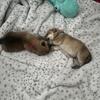 Red male chow puppy
