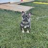 AKC registered Frenchbulldog male 