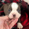 AKC Gus Boston Terrier Puppy