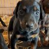 Doberman Pinscher puppies 