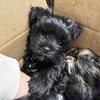 Morkie puppies